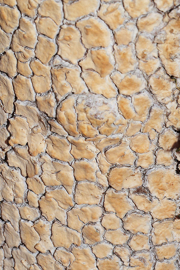 Blackwattle Stump Fungus (Cylindrobasidium evolvens) ID Tentative. I may go back for samples and actually do some microscopy on this one, but this species suggestion looks pretty solid.<br />
<br />
This crust was growing (excessively) on a dying hardwood tree at the edge of a forested trail in Murray County, GA.<br />
<figure class="photo"><a href="https://www.jungledragon.com/image/88051/blackwattle_stump_fungus_cylindrobasidium_evolvens.html" title="Blackwattle Stump Fungus (Cylindrobasidium evolvens)"><img src="https://s3.amazonaws.com/media.jungledragon.com/images/3231/88051_thumb.jpg?AWSAccessKeyId=05GMT0V3GWVNE7GGM1R2&Expires=1759968010&Signature=DOFommCypTAcYFUX%2FfEXsFBWT4M%3D" width="102" height="152" alt="Blackwattle Stump Fungus (Cylindrobasidium evolvens) ID Tentative. I may go back for samples and actually do some microscopy on this one, but this species suggestion looks pretty solid.<br />
<br />
This crust was growing (excessively) on a dying hardwood tree at the edge of a forested trail in Murray County, GA.<br />
https://www.jungledragon.com/image/88050/blackwattle_stump_fungus_cylindrobasidium_evolvens.html Blackwattle Stump Fungus,Cylindrobasidium evolvens,Fall,Geotagged,United States" /></a></figure> Blackwattle Stump Fungus,Cylindrobasidium evolvens,Fall,Geotagged,United States