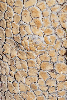 Blackwattle Stump Fungus (Cylindrobasidium evolvens) ID Tentative. I may go back for samples and actually do some microscopy on this one, but this species suggestion looks pretty solid.

This crust was growing (excessively) on a dying hardwood tree at the edge of a forested trail in Murray County, GA.
https://www.jungledragon.com/image/88051/blackwattle_stump_fungus_cylindrobasidium_evolvens.html Blackwattle Stump Fungus,Cylindrobasidium evolvens,Fall,Geotagged,United States