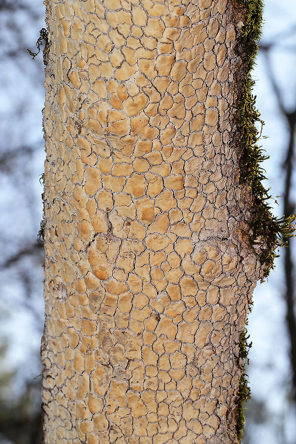 Blackwattle Stump Fungus (Cylindrobasidium evolvens) ID Tentative. I may go back for samples and actually do some microscopy on this one, but this species suggestion looks pretty solid.<br />
<br />
This crust was growing (excessively) on a dying hardwood tree at the edge of a forested trail in Murray County, GA.<br />
<figure class="photo"><a href="https://www.jungledragon.com/image/88050/blackwattle_stump_fungus_cylindrobasidium_evolvens.html" title="Blackwattle Stump Fungus (Cylindrobasidium evolvens)"><img src="https://s3.amazonaws.com/media.jungledragon.com/images/3231/88050_thumb.jpg?AWSAccessKeyId=05GMT0V3GWVNE7GGM1R2&Expires=1767225610&Signature=bhLjZPM3dOOIyfYtFR93cSrlGfk%3D" width="102" height="152" alt="Blackwattle Stump Fungus (Cylindrobasidium evolvens) ID Tentative. I may go back for samples and actually do some microscopy on this one, but this species suggestion looks pretty solid.<br />
<br />
This crust was growing (excessively) on a dying hardwood tree at the edge of a forested trail in Murray County, GA.<br />
https://www.jungledragon.com/image/88051/blackwattle_stump_fungus_cylindrobasidium_evolvens.html Blackwattle Stump Fungus,Cylindrobasidium evolvens,Fall,Geotagged,United States" /></a></figure> Blackwattle Stump Fungus,Cylindrobasidium evolvens,Fall,Geotagged,United States