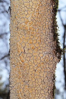 Blackwattle Stump Fungus