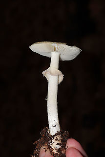 False Death-Cap (Amanita citrina) Growing under Virginia pine, oak, and hickory trees in a dense mixed forest. Smells like raw potatoes--an identifying feature of this species. 
https://www.jungledragon.com/image/88054/false_death-cap_amanita_citrina.html
https://www.jungledragon.com/image/88053/false_death-cap_amanita_citrina.html Amanita citrina,Fall,False death cap,Geotagged,United States