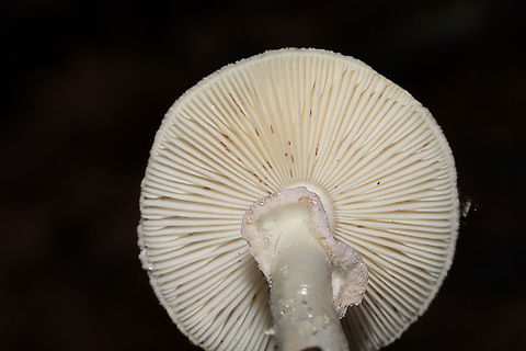 False Death-Cap (Amanita citrina) Growing under Virginia pine, oak, and hickory trees in a dense mixed forest. Smells like raw potatoes--an identifying feature of this species. 
https://www.jungledragon.com/image/88054/false_death-cap_amanita_citrina.html
https://www.jungledragon.com/image/88052/false_death-cap_amanita_citrina.html Amanita citrina,Fall,False death cap,Geotagged,United States