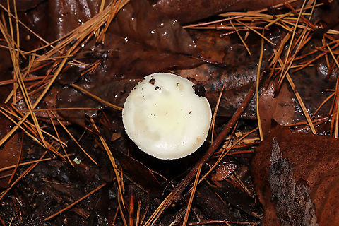 False Death-Cap (Amanita citrina) Growing under Virginia pine, oak, and hickory trees in a dense mixed forest. Smells like raw potatoes--an identifying feature of this species. 
https://www.jungledragon.com/image/88053/false_death-cap_amanita_citrina.html
https://www.jungledragon.com/image/88052/false_death-cap_amanita_citrina.html Amanita citrina,Fall,False death cap,Geotagged,United States