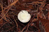 False Death-Cap (Amanita citrina) Growing under Virginia pine, oak, and hickory trees in a dense mixed forest. Smells like raw potatoes--an identifying feature of this species. <br />
https://www.jungledragon.com/image/88053/false_death-cap_amanita_citrina.html<br />
https://www.jungledragon.com/image/88052/false_death-cap_amanita_citrina.html Amanita citrina,Fall,False death cap,Geotagged,United States