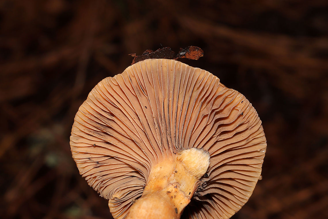 Chroogomphus ochraceus/vinicolor? Growing under mostly pines (in leaf litter) in a dense mixed forest in Gordon County, GA, US. December 17, 2019. Black spores present. Pictured are 3 different sizes/stages. The largest/oldest was around 11 cm in diameter. The apex of the stipe (of the older specimen) was &quot;peely&quot;.<br />
<figure class="photo"><a href="https://www.jungledragon.com/image/88058/chroogomphus_ochraceusvinicolor.html" title="Chroogomphus ochraceus/vinicolor?"><img src="https://s3.amazonaws.com/media.jungledragon.com/images/3231/88058_thumb.jpg?AWSAccessKeyId=05GMT0V3GWVNE7GGM1R2&Expires=1759968010&Signature=Wk0BSGBoMe4np%2B8AyQ2CbEH2IaA%3D" width="200" height="134" alt="Chroogomphus ochraceus/vinicolor? Growing under mostly pines (in leaf litter) in a dense mixed forest in Gordon County, GA, US. December 17, 2019. Black spores present. Pictured are 3 different sizes/stages. The largest/oldest was around 11 cm in diameter. The apex of the stipe (of the older specimen) was &quot;peely&quot;. <br />
https://www.jungledragon.com/image/88057/chroogomphus_ochraceusvinicolor.html<br />
https://www.jungledragon.com/image/88056/chroogomphus_ochraceusvinicolor.html<br />
https://www.jungledragon.com/image/88055/chroogomphus_ochraceusvinicolor.html Chroogomphus ochraceus,Fall,Geotagged,United States" /></a></figure><br />
<figure class="photo"><a href="https://www.jungledragon.com/image/88056/chroogomphus_ochraceusvinicolor.html" title="Chroogomphus ochraceus/vinicolor?"><img src="https://s3.amazonaws.com/media.jungledragon.com/images/3231/88056_thumb.jpg?AWSAccessKeyId=05GMT0V3GWVNE7GGM1R2&Expires=1759968010&Signature=u1%2BJHUvApdFmxs7XAx3DveLSPGQ%3D" width="200" height="134" alt="Chroogomphus ochraceus/vinicolor? Growing under mostly pines (in leaf litter) in a dense mixed forest in Gordon County, GA, US. December 17, 2019. Black spores present. Pictured are 3 different sizes/stages. The largest/oldest was around 11 cm in diameter. The apex of the stipe (of the older specimen) was &quot;peely&quot;. <br />
https://www.jungledragon.com/image/88058/chroogomphus_ochraceusvinicolor.html<br />
https://www.jungledragon.com/image/88057/chroogomphus_ochraceusvinicolor.html<br />
https://www.jungledragon.com/image/88055/chroogomphus_ochraceusvinicolor.html Chroogomphus ochraceus,Fall,Geotagged,United States" /></a></figure><br />
<figure class="photo"><a href="https://www.jungledragon.com/image/88057/chroogomphus_ochraceusvinicolor.html" title="Chroogomphus ochraceus/vinicolor?"><img src="https://s3.amazonaws.com/media.jungledragon.com/images/3231/88057_thumb.jpg?AWSAccessKeyId=05GMT0V3GWVNE7GGM1R2&Expires=1759968010&Signature=VR%2BbUbkojeHkgMrd%2BRFeM73XuA8%3D" width="200" height="134" alt="Chroogomphus ochraceus/vinicolor? Growing under mostly pines (in leaf litter) in a dense mixed forest in Gordon County, GA, US. December 17, 2019. Black spores present. Pictured are 3 different sizes/stages. The largest/oldest was around 11 cm in diameter. The apex of the stipe (of the older specimen) was &quot;peely&quot;. <br />
https://www.jungledragon.com/image/88058/chroogomphus_ochraceusvinicolor.html<br />
https://www.jungledragon.com/image/88056/chroogomphus_ochraceusvinicolor.html<br />
https://www.jungledragon.com/image/88055/chroogomphus_ochraceusvinicolor.html Chroogomphus ochraceus,Fall,Geotagged,United States" /></a></figure> Chroogomphus ochraceus,Fall,Geotagged,United States