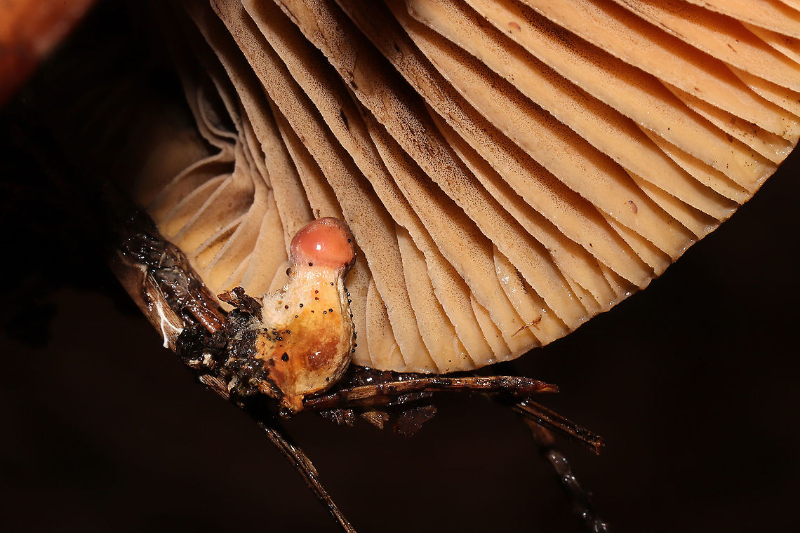 Chroogomphus ochraceus/vinicolor? Growing under mostly pines (in leaf litter) in a dense mixed forest in Gordon County, GA, US. December 17, 2019. Black spores present. Pictured are 3 different sizes/stages. The largest/oldest was around 11 cm in diameter. The apex of the stipe (of the older specimen) was &quot;peely&quot;. <br />
<figure class="photo"><a href="https://www.jungledragon.com/image/88058/chroogomphus_ochraceusvinicolor.html" title="Chroogomphus ochraceus/vinicolor?"><img src="https://s3.amazonaws.com/media.jungledragon.com/images/3231/88058_thumb.jpg?AWSAccessKeyId=05GMT0V3GWVNE7GGM1R2&Expires=1769040010&Signature=I62LuXkTcyJvmN1akGpLDm7YrVw%3D" width="200" height="134" alt="Chroogomphus ochraceus/vinicolor? Growing under mostly pines (in leaf litter) in a dense mixed forest in Gordon County, GA, US. December 17, 2019. Black spores present. Pictured are 3 different sizes/stages. The largest/oldest was around 11 cm in diameter. The apex of the stipe (of the older specimen) was &quot;peely&quot;. <br />
https://www.jungledragon.com/image/88057/chroogomphus_ochraceusvinicolor.html<br />
https://www.jungledragon.com/image/88056/chroogomphus_ochraceusvinicolor.html<br />
https://www.jungledragon.com/image/88055/chroogomphus_ochraceusvinicolor.html Chroogomphus ochraceus,Fall,Geotagged,United States" /></a></figure><br />
<figure class="photo"><a href="https://www.jungledragon.com/image/88057/chroogomphus_ochraceusvinicolor.html" title="Chroogomphus ochraceus/vinicolor?"><img src="https://s3.amazonaws.com/media.jungledragon.com/images/3231/88057_thumb.jpg?AWSAccessKeyId=05GMT0V3GWVNE7GGM1R2&Expires=1769040010&Signature=Ur5pAjxPqsnUGN%2BbdNObcyUtzm0%3D" width="200" height="134" alt="Chroogomphus ochraceus/vinicolor? Growing under mostly pines (in leaf litter) in a dense mixed forest in Gordon County, GA, US. December 17, 2019. Black spores present. Pictured are 3 different sizes/stages. The largest/oldest was around 11 cm in diameter. The apex of the stipe (of the older specimen) was &quot;peely&quot;. <br />
https://www.jungledragon.com/image/88058/chroogomphus_ochraceusvinicolor.html<br />
https://www.jungledragon.com/image/88056/chroogomphus_ochraceusvinicolor.html<br />
https://www.jungledragon.com/image/88055/chroogomphus_ochraceusvinicolor.html Chroogomphus ochraceus,Fall,Geotagged,United States" /></a></figure><br />
<figure class="photo"><a href="https://www.jungledragon.com/image/88055/chroogomphus_ochraceusvinicolor.html" title="Chroogomphus ochraceus/vinicolor?"><img src="https://s3.amazonaws.com/media.jungledragon.com/images/3231/88055_thumb.jpg?AWSAccessKeyId=05GMT0V3GWVNE7GGM1R2&Expires=1769040010&Signature=B89l%2BOsp%2FSf2nuFXpe%2FHEJkkCA4%3D" width="200" height="134" alt="Chroogomphus ochraceus/vinicolor? Growing under mostly pines (in leaf litter) in a dense mixed forest in Gordon County, GA, US. December 17, 2019. Black spores present. Pictured are 3 different sizes/stages. The largest/oldest was around 11 cm in diameter. The apex of the stipe (of the older specimen) was &quot;peely&quot;.<br />
https://www.jungledragon.com/image/88058/chroogomphus_ochraceusvinicolor.html<br />
https://www.jungledragon.com/image/88056/chroogomphus_ochraceusvinicolor.html<br />
https://www.jungledragon.com/image/88057/chroogomphus_ochraceusvinicolor.html Chroogomphus ochraceus,Fall,Geotagged,United States" /></a></figure> Chroogomphus ochraceus,Fall,Geotagged,United States