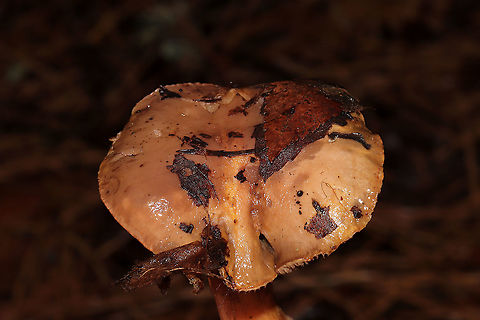 Chroogomphus ochraceus/vinicolor? Growing under mostly pines (in leaf litter) in a dense mixed forest in Gordon County, GA, US. December 17, 2019. Black spores present. Pictured are 3 different sizes/stages. The largest/oldest was around 11 cm in diameter. The apex of the stipe (of the older specimen) was "peely". 
https://www.jungledragon.com/image/88058/chroogomphus_ochraceusvinicolor.html
https://www.jungledragon.com/image/88056/chroogomphus_ochraceusvinicolor.html
https://www.jungledragon.com/image/88055/chroogomphus_ochraceusvinicolor.html Chroogomphus ochraceus,Fall,Geotagged,United States