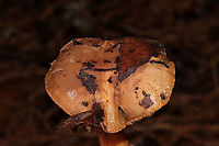 Chroogomphus ochraceus/vinicolor? Growing under mostly pines (in leaf litter) in a dense mixed forest in Gordon County, GA, US. December 17, 2019. Black spores present. Pictured are 3 different sizes/stages. The largest/oldest was around 11 cm in diameter. The apex of the stipe (of the older specimen) was "peely". <br />
https://www.jungledragon.com/image/88058/chroogomphus_ochraceusvinicolor.html<br />
https://www.jungledragon.com/image/88056/chroogomphus_ochraceusvinicolor.html<br />
https://www.jungledragon.com/image/88055/chroogomphus_ochraceusvinicolor.html Chroogomphus ochraceus,Fall,Geotagged,United States