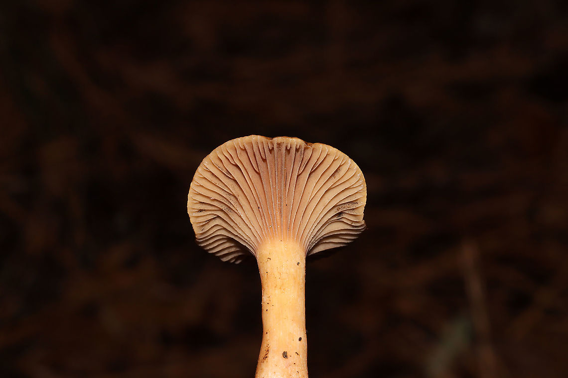 Chroogomphus ochraceus/vinicolor? Growing under mostly pines (in leaf litter) in a dense mixed forest in Gordon County, GA, US. December 17, 2019. Black spores present. Pictured are 3 different sizes/stages. The largest/oldest was around 11 cm in diameter. The apex of the stipe (of the older specimen) was &quot;peely&quot;. <br />
<figure class="photo"><a href="https://www.jungledragon.com/image/88057/chroogomphus_ochraceusvinicolor.html" title="Chroogomphus ochraceus/vinicolor?"><img src="https://s3.amazonaws.com/media.jungledragon.com/images/3231/88057_thumb.jpg?AWSAccessKeyId=05GMT0V3GWVNE7GGM1R2&Expires=1769040010&Signature=Ur5pAjxPqsnUGN%2BbdNObcyUtzm0%3D" width="200" height="134" alt="Chroogomphus ochraceus/vinicolor? Growing under mostly pines (in leaf litter) in a dense mixed forest in Gordon County, GA, US. December 17, 2019. Black spores present. Pictured are 3 different sizes/stages. The largest/oldest was around 11 cm in diameter. The apex of the stipe (of the older specimen) was &quot;peely&quot;. <br />
https://www.jungledragon.com/image/88058/chroogomphus_ochraceusvinicolor.html<br />
https://www.jungledragon.com/image/88056/chroogomphus_ochraceusvinicolor.html<br />
https://www.jungledragon.com/image/88055/chroogomphus_ochraceusvinicolor.html Chroogomphus ochraceus,Fall,Geotagged,United States" /></a></figure><br />
<figure class="photo"><a href="https://www.jungledragon.com/image/88056/chroogomphus_ochraceusvinicolor.html" title="Chroogomphus ochraceus/vinicolor?"><img src="https://s3.amazonaws.com/media.jungledragon.com/images/3231/88056_thumb.jpg?AWSAccessKeyId=05GMT0V3GWVNE7GGM1R2&Expires=1769040010&Signature=U%2FwIOAgTRyF%2FyT9zvLVMStn4dDA%3D" width="200" height="134" alt="Chroogomphus ochraceus/vinicolor? Growing under mostly pines (in leaf litter) in a dense mixed forest in Gordon County, GA, US. December 17, 2019. Black spores present. Pictured are 3 different sizes/stages. The largest/oldest was around 11 cm in diameter. The apex of the stipe (of the older specimen) was &quot;peely&quot;. <br />
https://www.jungledragon.com/image/88058/chroogomphus_ochraceusvinicolor.html<br />
https://www.jungledragon.com/image/88057/chroogomphus_ochraceusvinicolor.html<br />
https://www.jungledragon.com/image/88055/chroogomphus_ochraceusvinicolor.html Chroogomphus ochraceus,Fall,Geotagged,United States" /></a></figure><br />
<figure class="photo"><a href="https://www.jungledragon.com/image/88055/chroogomphus_ochraceusvinicolor.html" title="Chroogomphus ochraceus/vinicolor?"><img src="https://s3.amazonaws.com/media.jungledragon.com/images/3231/88055_thumb.jpg?AWSAccessKeyId=05GMT0V3GWVNE7GGM1R2&Expires=1769040010&Signature=B89l%2BOsp%2FSf2nuFXpe%2FHEJkkCA4%3D" width="200" height="134" alt="Chroogomphus ochraceus/vinicolor? Growing under mostly pines (in leaf litter) in a dense mixed forest in Gordon County, GA, US. December 17, 2019. Black spores present. Pictured are 3 different sizes/stages. The largest/oldest was around 11 cm in diameter. The apex of the stipe (of the older specimen) was &quot;peely&quot;.<br />
https://www.jungledragon.com/image/88058/chroogomphus_ochraceusvinicolor.html<br />
https://www.jungledragon.com/image/88056/chroogomphus_ochraceusvinicolor.html<br />
https://www.jungledragon.com/image/88057/chroogomphus_ochraceusvinicolor.html Chroogomphus ochraceus,Fall,Geotagged,United States" /></a></figure> Chroogomphus ochraceus,Fall,Geotagged,United States