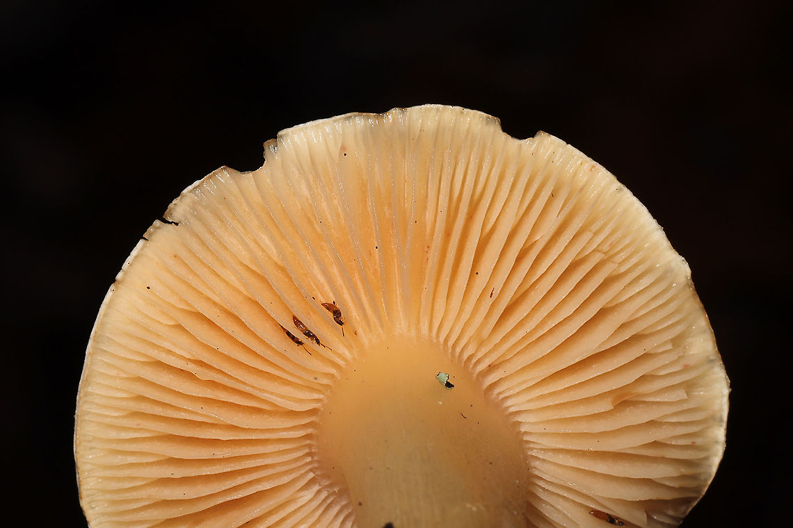 Tricholoma odorum? Growing under hickory and oak trees in a dense mixed forest. Odor (more like stench) is like coal tar/burnt tires/industrial solvent. No yellow staining. <br />
<figure class="photo"><a href="https://www.jungledragon.com/image/88087/tricholoma_odorum.html" title="Tricholoma odorum?"><img src="https://s3.amazonaws.com/media.jungledragon.com/images/3231/88087_thumb.jpg?AWSAccessKeyId=05GMT0V3GWVNE7GGM1R2&Expires=1763596810&Signature=3bft9toIvDgr4j3DmreELPjbfoE%3D" width="200" height="134" alt="Tricholoma odorum? Growing under hickory and oak trees in a dense mixed forest. Odor (more like stench) is like coal tar/burnt tires/industrial solvent. No yellow staining. <br />
https://www.jungledragon.com/image/88085/tricholoma_odorum.html<br />
https://www.jungledragon.com/image/88084/tricholoma_odorum.html Geotagged,Tricholoma odorum,United States,Winter" /></a></figure><br />
<figure class="photo"><a href="https://www.jungledragon.com/image/88085/tricholoma_odorum.html" title="Tricholoma odorum?"><img src="https://s3.amazonaws.com/media.jungledragon.com/images/3231/88085_thumb.jpg?AWSAccessKeyId=05GMT0V3GWVNE7GGM1R2&Expires=1763596810&Signature=2b3BFOzvzQBQRvyvJrippHOAWvM%3D" width="102" height="152" alt="Tricholoma odorum? Growing under hickory and oak trees in a dense mixed forest. Odor (more like stench) is like coal tar/burnt tires/industrial solvent. No yellow staining. <br />
https://www.jungledragon.com/image/88087/tricholoma_odorum.html<br />
https://www.jungledragon.com/image/88084/tricholoma_odorum.html Geotagged,Tricholoma odorum,United States,Winter" /></a></figure> Geotagged,Tricholoma odorum,United States,Winter