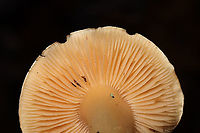 Tricholoma odorum? Growing under hickory and oak trees in a dense mixed forest. Odor (more like stench) is like coal tar/burnt tires/industrial solvent. No yellow staining. <br />
https://www.jungledragon.com/image/88087/tricholoma_odorum.html<br />
https://www.jungledragon.com/image/88085/tricholoma_odorum.html Geotagged,Tricholoma odorum,United States,Winter