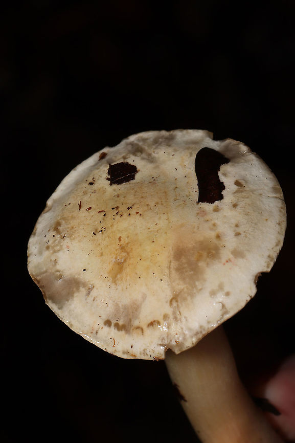 Tricholoma odorum? Growing under hickory and oak trees in a dense mixed forest. Odor (more like stench) is like coal tar/burnt tires/industrial solvent. No yellow staining. <br />
<figure class="photo"><a href="https://www.jungledragon.com/image/88087/tricholoma_odorum.html" title="Tricholoma odorum?"><img src="https://s3.amazonaws.com/media.jungledragon.com/images/3231/88087_thumb.jpg?AWSAccessKeyId=05GMT0V3GWVNE7GGM1R2&Expires=1759968010&Signature=BvdqSGT3mOf%2BnanzGJtkI5VLBjk%3D" width="200" height="134" alt="Tricholoma odorum? Growing under hickory and oak trees in a dense mixed forest. Odor (more like stench) is like coal tar/burnt tires/industrial solvent. No yellow staining. <br />
https://www.jungledragon.com/image/88085/tricholoma_odorum.html<br />
https://www.jungledragon.com/image/88084/tricholoma_odorum.html Geotagged,Tricholoma odorum,United States,Winter" /></a></figure><br />
<figure class="photo"><a href="https://www.jungledragon.com/image/88084/tricholoma_odorum.html" title="Tricholoma odorum?"><img src="https://s3.amazonaws.com/media.jungledragon.com/images/3231/88084_thumb.jpg?AWSAccessKeyId=05GMT0V3GWVNE7GGM1R2&Expires=1759968010&Signature=H4mkT0JyE6gc%2FB1usPjbwbWTi4g%3D" width="200" height="134" alt="Tricholoma odorum? Growing under hickory and oak trees in a dense mixed forest. Odor (more like stench) is like coal tar/burnt tires/industrial solvent. No yellow staining. <br />
https://www.jungledragon.com/image/88087/tricholoma_odorum.html<br />
https://www.jungledragon.com/image/88085/tricholoma_odorum.html Geotagged,Tricholoma odorum,United States,Winter" /></a></figure> Geotagged,Tricholoma odorum,United States,Winter
