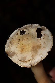 Tricholoma odorum? Growing under hickory and oak trees in a dense mixed forest. Odor (more like stench) is like coal tar/burnt tires/industrial solvent. No yellow staining. 
https://www.jungledragon.com/image/88087/tricholoma_odorum.html
https://www.jungledragon.com/image/88084/tricholoma_odorum.html Geotagged,Tricholoma odorum,United States,Winter