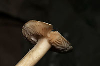 Tricholoma odorum? Growing under hickory and oak trees in a dense mixed forest. Odor (more like stench) is like coal tar/burnt tires/industrial solvent. No yellow staining. <br />
https://www.jungledragon.com/image/88085/tricholoma_odorum.html<br />
https://www.jungledragon.com/image/88084/tricholoma_odorum.html Geotagged,Tricholoma odorum,United States,Winter