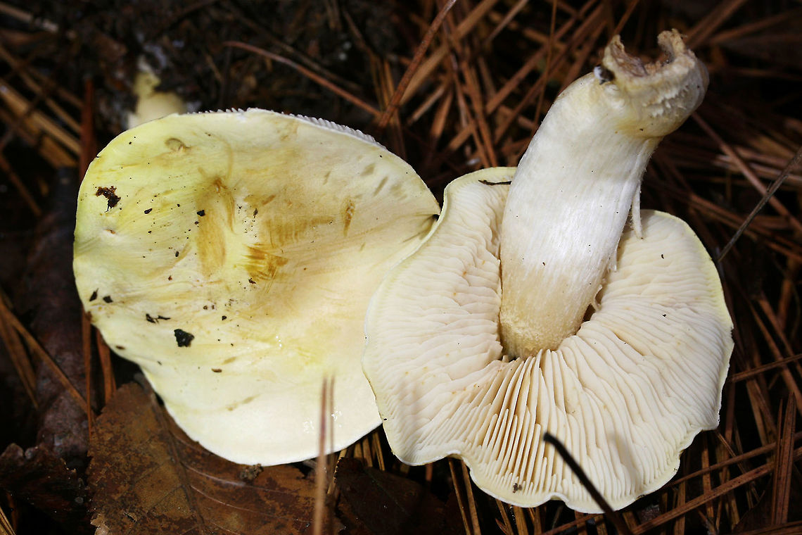 Tricholoma sulphurescens Growing in a loblolly pine forest. Group of mushrooms with white, cream, and hints of dirty yellow on pilei. Pileal surface is damp to slightly slimy and planar to depressed in structure. These mushrooms exhibited a strongly unpleasant odor that can be described as acrid, bitter, and reminiscent of burnt rubber or an industrial chemical. The gill surface is white with gills of varying lengths. There is a notched attachment to stipe. Stipe is white and peeling. Spore print is white. Fall 2017. Geotagged,Tricholoma sulphurescens,United States