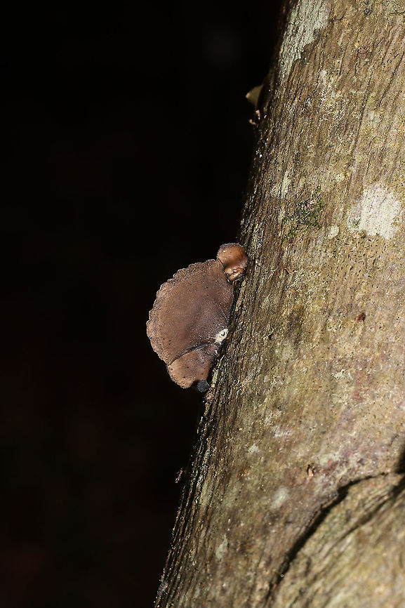 Hohenbuehelia grisea Growing on a hardwood log on a wooded nature trail.  Geotagged,Hohenbuehelia grisea,United States,Winter