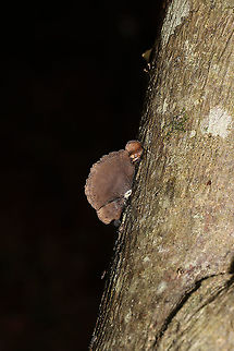 Hohenbuehelia grisea Growing on a hardwood log on a wooded nature trail.  Geotagged,Hohenbuehelia grisea,United States,Winter