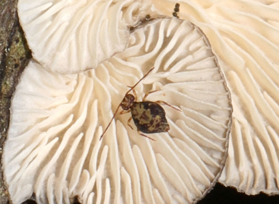 Ptenothrix beta Springtail on Hohenbuehelia grisea. Geotagged,Ptenothrix beta,United States