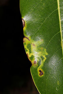 Magnolia Serpentine Leafminer (Phyllocnistis magnoliella) Leaf mines on a magnolia leaf on a wooded nature trail. Geotagged,Phyllocnistis magnoliella,United States,Winter