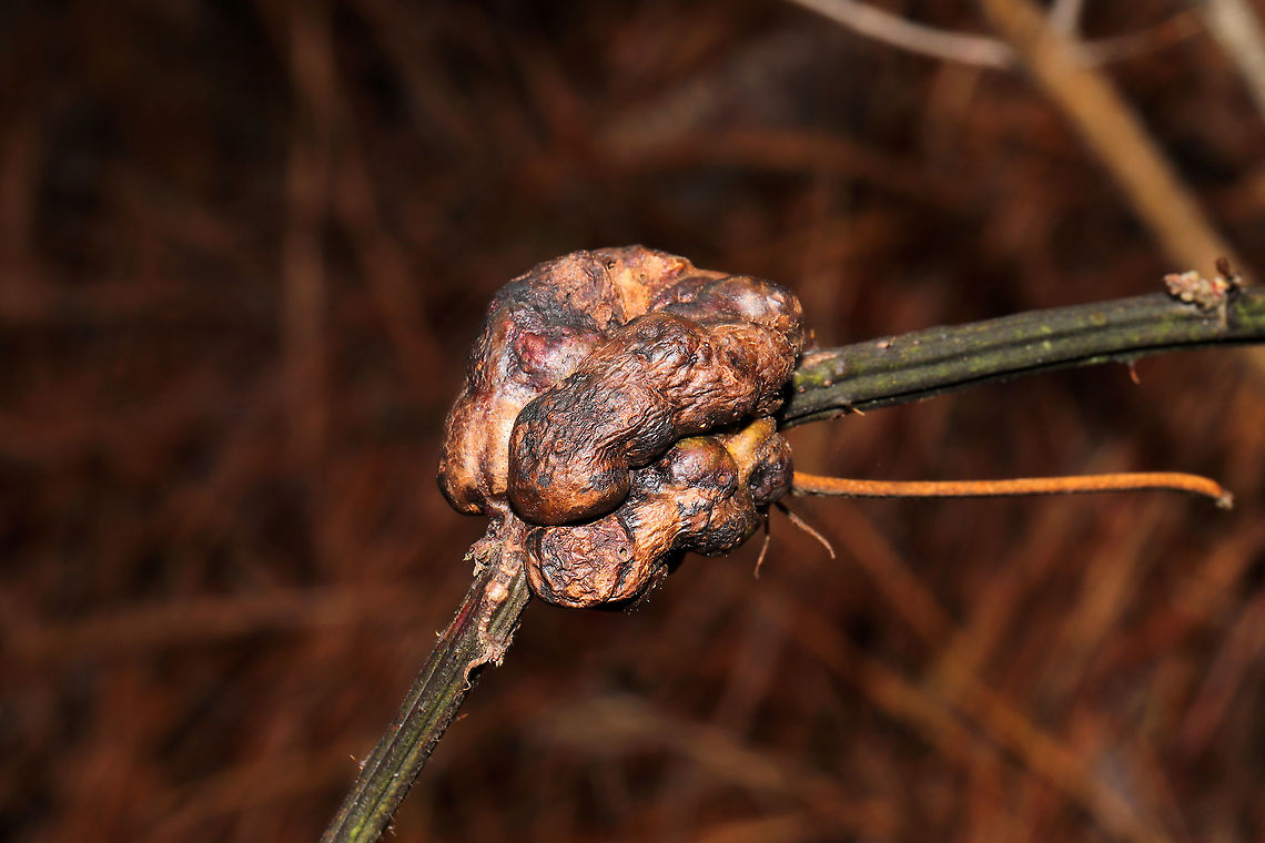 Blackberry Knot Gall Wasp (Diastrophus nebulosus) Gall on blackberry stem on a wooded nature trail. Blackberry Knot Gall Wasp,Diastrophus nebulosus,Geotagged,United States,Winter