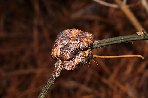 Blackberry Knot Gall Wasp (Diastrophus nebulosus) Gall on blackberry stem on a wooded nature trail. Blackberry Knot Gall Wasp,Diastrophus nebulosus,Geotagged,United States,Winter