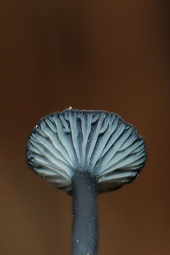 Verdigris Navels (Arrhenia chlorocyanea) These tiny beauties were such a welcome surprise on a gloomy day! They looked very black in color until exposed to my headlamp or flash! The deep teal is so cool! They were growing amongst lichens and moss near an exposed, rocky area by a dam/reservoir. December 27, 2019. Murray County, GA, US.<br />
<figure class="photo"><a href="https://www.jungledragon.com/image/88163/verdigris_navels_arrhenia_chlorocyanea.html" title="Verdigris Navels (Arrhenia chlorocyanea)"><img src="https://s3.amazonaws.com/media.jungledragon.com/images/3231/88163_thumb.jpg?AWSAccessKeyId=05GMT0V3GWVNE7GGM1R2&Expires=1759968010&Signature=FthEI%2FFhLzN1XgP8BY0UCdVM72Q%3D" width="200" height="134" alt="Verdigris Navels (Arrhenia chlorocyanea) These tiny beauties were such a welcome surprise on a gloomy day! They looked very black in color until exposed to my headlamp or flash! The deep teal is so cool! They were growing amongst lichens and moss near an exposed, rocky area by a dam/reservoir. December 27, 2019. Murray County, GA, US. <br />
https://www.jungledragon.com/image/88162/verdigris_navels_arrhenia_chlorocyanea.html<br />
https://www.jungledragon.com/image/88164/verdigris_navels_arrhenia_chlorocyanea.html Arrhenia chlorocyanea,Geotagged,United States,Winter" /></a></figure><br />
<figure class="photo"><a href="https://www.jungledragon.com/image/88164/verdigris_navels_arrhenia_chlorocyanea.html" title="Verdigris Navels (Arrhenia chlorocyanea)"><img src="https://s3.amazonaws.com/media.jungledragon.com/images/3231/88164_thumb.jpg?AWSAccessKeyId=05GMT0V3GWVNE7GGM1R2&Expires=1759968010&Signature=E2J%2BXu1%2FJBH0q%2F8my1WsnJGuY4I%3D" width="200" height="134" alt="Verdigris Navels (Arrhenia chlorocyanea) These tiny beauties were such a welcome surprise on a gloomy day! They looked very black in color until exposed to my headlamp or flash! The deep teal is so cool! They were growing amongst lichens and moss near an exposed, rocky area by a dam/reservoir. December 27, 2019. Murray County, GA, US. <br />
https://www.jungledragon.com/image/88162/verdigris_navels_arrhenia_chlorocyanea.html<br />
https://www.jungledragon.com/image/88163/verdigris_navels_arrhenia_chlorocyanea.html Arrhenia,Arrhenia chlorocyanea,Geotagged,United States,Verdigris navel,Verdigris navels,Winter,blue,blue-green,fungi,fungus,green,mushies,mushroom,mushrooms,teal,turquoise" /></a></figure> Arrhenia,Arrhenia chlorocyanea,Geotagged,United States,Verdigris navel,Verdigris navels,Winter,blue,blue-green,fungi,fungus,green,mushies,mushroom,mushrooms,teal,turquoise
