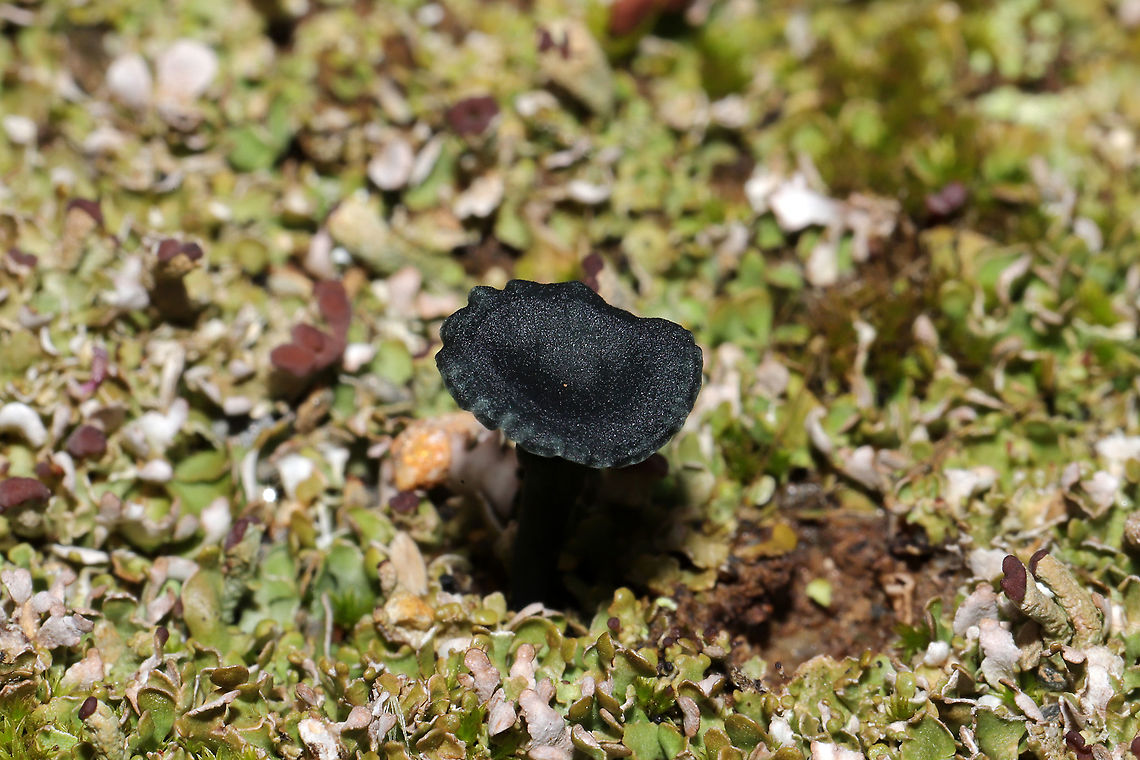 Verdigris Navels (Arrhenia chlorocyanea) These tiny beauties were such a welcome surprise on a gloomy day! They looked very black in color until exposed to my headlamp or flash! The deep teal is so cool! They were growing amongst lichens and moss near an exposed, rocky area by a dam/reservoir. December 27, 2019. Murray County, GA, US. <br />
<figure class="photo"><a href="https://www.jungledragon.com/image/88162/verdigris_navels_arrhenia_chlorocyanea.html" title="Verdigris Navels (Arrhenia chlorocyanea)"><img src="https://s3.amazonaws.com/media.jungledragon.com/images/3231/88162_thumb.jpg?AWSAccessKeyId=05GMT0V3GWVNE7GGM1R2&Expires=1767225610&Signature=njIVIZox4RdFYs4%2FThaJkhNwQE8%3D" width="102" height="152" alt="Verdigris Navels (Arrhenia chlorocyanea) These tiny beauties were such a welcome surprise on a gloomy day! They looked very black in color until exposed to my headlamp or flash! The deep teal is so cool! They were growing amongst lichens and moss near an exposed, rocky area by a dam/reservoir. December 27, 2019. Murray County, GA, US.<br />
https://www.jungledragon.com/image/88163/verdigris_navels_arrhenia_chlorocyanea.html<br />
https://www.jungledragon.com/image/88164/verdigris_navels_arrhenia_chlorocyanea.html Arrhenia,Arrhenia chlorocyanea,Geotagged,United States,Verdigris navel,Verdigris navels,Winter,blue,blue-green,fungi,fungus,green,mushies,mushroom,mushrooms,teal,turquoise" /></a></figure><br />
<figure class="photo"><a href="https://www.jungledragon.com/image/88164/verdigris_navels_arrhenia_chlorocyanea.html" title="Verdigris Navels (Arrhenia chlorocyanea)"><img src="https://s3.amazonaws.com/media.jungledragon.com/images/3231/88164_thumb.jpg?AWSAccessKeyId=05GMT0V3GWVNE7GGM1R2&Expires=1767225610&Signature=HV3QUV225LDFxFH4MPVvl%2FStzrQ%3D" width="200" height="134" alt="Verdigris Navels (Arrhenia chlorocyanea) These tiny beauties were such a welcome surprise on a gloomy day! They looked very black in color until exposed to my headlamp or flash! The deep teal is so cool! They were growing amongst lichens and moss near an exposed, rocky area by a dam/reservoir. December 27, 2019. Murray County, GA, US. <br />
https://www.jungledragon.com/image/88162/verdigris_navels_arrhenia_chlorocyanea.html<br />
https://www.jungledragon.com/image/88163/verdigris_navels_arrhenia_chlorocyanea.html Arrhenia,Arrhenia chlorocyanea,Geotagged,United States,Verdigris navel,Verdigris navels,Winter,blue,blue-green,fungi,fungus,green,mushies,mushroom,mushrooms,teal,turquoise" /></a></figure> Arrhenia chlorocyanea,Geotagged,United States,Winter