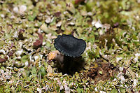Verdigris Navels (Arrhenia chlorocyanea) These tiny beauties were such a welcome surprise on a gloomy day! They looked very black in color until exposed to my headlamp or flash! The deep teal is so cool! They were growing amongst lichens and moss near an exposed, rocky area by a dam/reservoir. December 27, 2019. Murray County, GA, US. <br />
https://www.jungledragon.com/image/88162/verdigris_navels_arrhenia_chlorocyanea.html<br />
https://www.jungledragon.com/image/88164/verdigris_navels_arrhenia_chlorocyanea.html Arrhenia chlorocyanea,Geotagged,United States,Winter