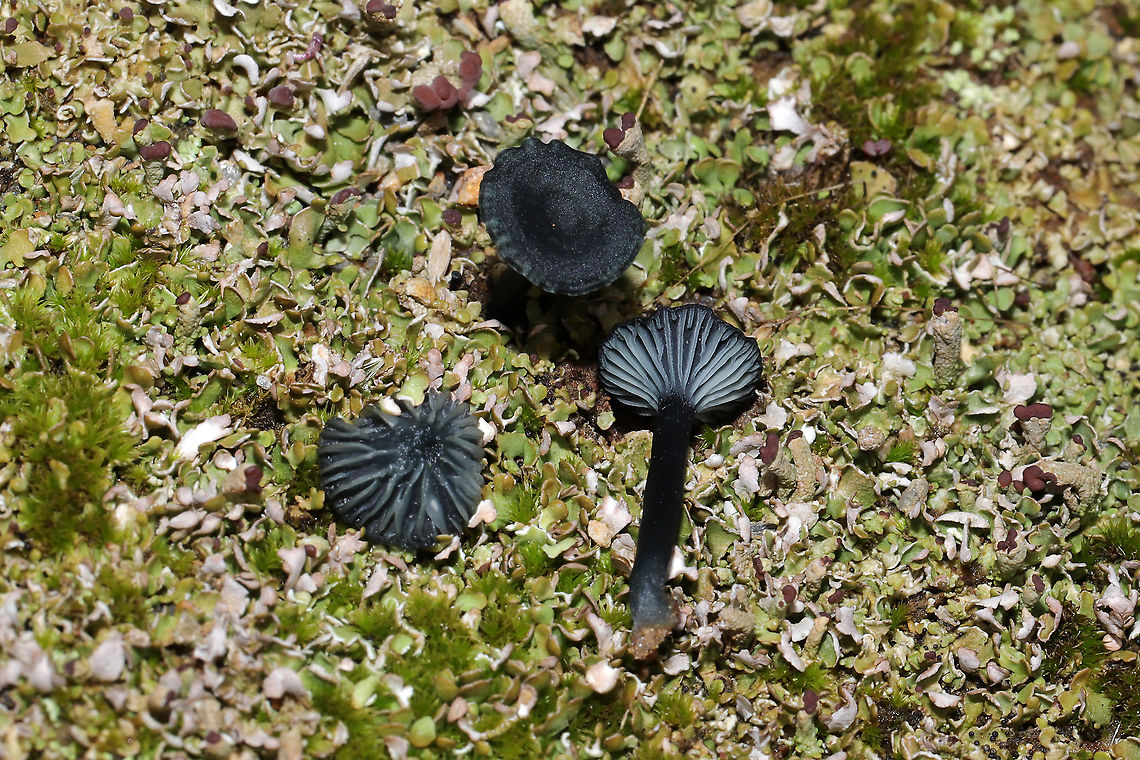 Verdigris Navels (Arrhenia chlorocyanea) These tiny beauties were such a welcome surprise on a gloomy day! They looked very black in color until exposed to my headlamp or flash! The deep teal is so cool! They were growing amongst lichens and moss near an exposed, rocky area by a dam/reservoir. December 27, 2019. Murray County, GA, US. <br />
<figure class="photo"><a href="https://www.jungledragon.com/image/88162/verdigris_navels_arrhenia_chlorocyanea.html" title="Verdigris Navels (Arrhenia chlorocyanea)"><img src="https://s3.amazonaws.com/media.jungledragon.com/images/3231/88162_thumb.jpg?AWSAccessKeyId=05GMT0V3GWVNE7GGM1R2&Expires=1759968010&Signature=ycBub8dSYpLKMT5DqltOfG%2Fs%2FBI%3D" width="102" height="152" alt="Verdigris Navels (Arrhenia chlorocyanea) These tiny beauties were such a welcome surprise on a gloomy day! They looked very black in color until exposed to my headlamp or flash! The deep teal is so cool! They were growing amongst lichens and moss near an exposed, rocky area by a dam/reservoir. December 27, 2019. Murray County, GA, US.<br />
https://www.jungledragon.com/image/88163/verdigris_navels_arrhenia_chlorocyanea.html<br />
https://www.jungledragon.com/image/88164/verdigris_navels_arrhenia_chlorocyanea.html Arrhenia,Arrhenia chlorocyanea,Geotagged,United States,Verdigris navel,Verdigris navels,Winter,blue,blue-green,fungi,fungus,green,mushies,mushroom,mushrooms,teal,turquoise" /></a></figure><br />
<figure class="photo"><a href="https://www.jungledragon.com/image/88163/verdigris_navels_arrhenia_chlorocyanea.html" title="Verdigris Navels (Arrhenia chlorocyanea)"><img src="https://s3.amazonaws.com/media.jungledragon.com/images/3231/88163_thumb.jpg?AWSAccessKeyId=05GMT0V3GWVNE7GGM1R2&Expires=1759968010&Signature=FthEI%2FFhLzN1XgP8BY0UCdVM72Q%3D" width="200" height="134" alt="Verdigris Navels (Arrhenia chlorocyanea) These tiny beauties were such a welcome surprise on a gloomy day! They looked very black in color until exposed to my headlamp or flash! The deep teal is so cool! They were growing amongst lichens and moss near an exposed, rocky area by a dam/reservoir. December 27, 2019. Murray County, GA, US. <br />
https://www.jungledragon.com/image/88162/verdigris_navels_arrhenia_chlorocyanea.html<br />
https://www.jungledragon.com/image/88164/verdigris_navels_arrhenia_chlorocyanea.html Arrhenia chlorocyanea,Geotagged,United States,Winter" /></a></figure> Arrhenia,Arrhenia chlorocyanea,Geotagged,United States,Verdigris navel,Verdigris navels,Winter,blue,blue-green,fungi,fungus,green,mushies,mushroom,mushrooms,teal,turquoise