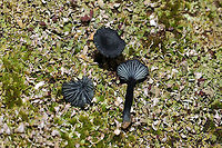Verdigris Navels (Arrhenia chlorocyanea) These tiny beauties were such a welcome surprise on a gloomy day! They looked very black in color until exposed to my headlamp or flash! The deep teal is so cool! They were growing amongst lichens and moss near an exposed, rocky area by a dam/reservoir. December 27, 2019. Murray County, GA, US. <br />
https://www.jungledragon.com/image/88162/verdigris_navels_arrhenia_chlorocyanea.html<br />
https://www.jungledragon.com/image/88163/verdigris_navels_arrhenia_chlorocyanea.html Arrhenia,Arrhenia chlorocyanea,Geotagged,United States,Verdigris navel,Verdigris navels,Winter,blue,blue-green,fungi,fungus,green,mushies,mushroom,mushrooms,teal,turquoise