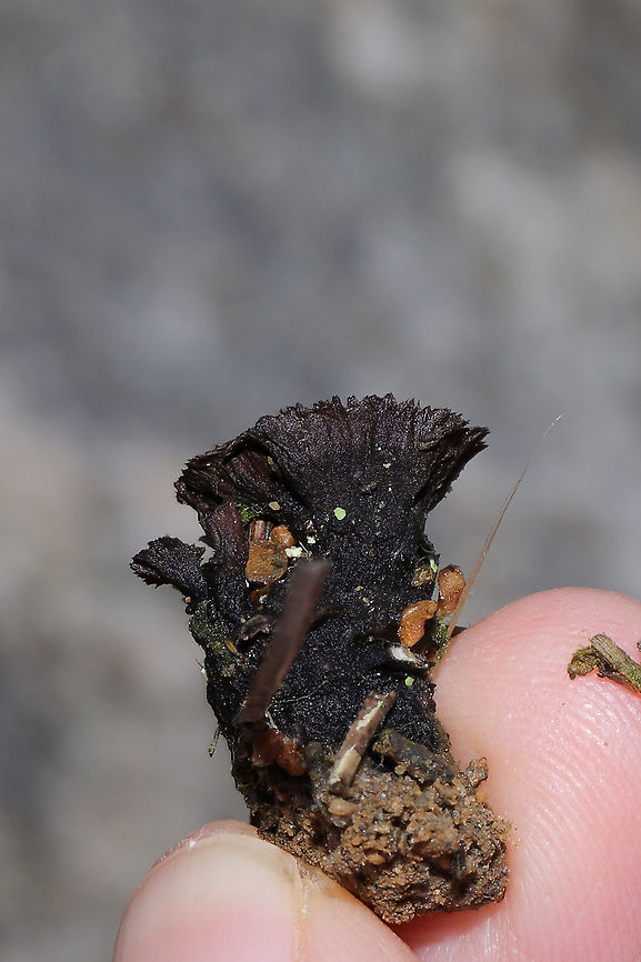 Common Fiber Vase (Thelephora terrestris s.l.) Growing amongst lichens/mosses/rocks near an exposed, rocky area by a dam/reservoir in Murray County, GA, US. December 27, 2019. They were rather tiny! <br />
<figure class="photo"><a href="https://www.jungledragon.com/image/88191/common_fiber_vase_thelephora_terrestris_s.l.html" title="Common Fiber Vase (Thelephora terrestris s.l.)"><img src="https://s3.amazonaws.com/media.jungledragon.com/images/3231/88191_thumb.jpg?AWSAccessKeyId=05GMT0V3GWVNE7GGM1R2&Expires=1767225610&Signature=MSNfdI%2BuaHEX%2FthZriK1DJNnmW8%3D" width="200" height="134" alt="Common Fiber Vase (Thelephora terrestris s.l.) Growing amongst lichens/mosses/rocks near an exposed, rocky area by a dam/reservoir in Murray County, GA, US. December 27, 2019. They were rather tiny! <br />
https://www.jungledragon.com/image/88190/common_fiber_vase_thelephora_terrestris_s.l.html Common Fiber Vase,Geotagged,Thelephora terrestris,United States,Winter" /></a></figure> Common Fiber Vase,Geotagged,Thelephora terrestris,United States,Winter