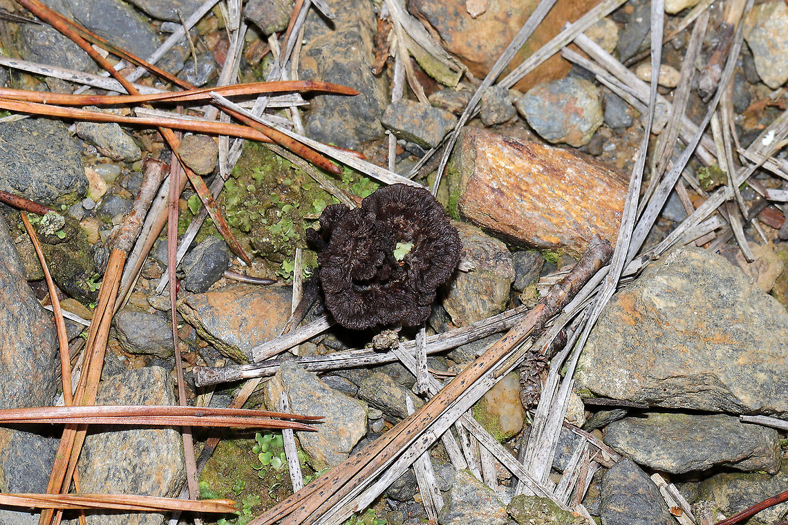 Common Fiber Vase (Thelephora terrestris s.l.) Growing amongst lichens/mosses/rocks near an exposed, rocky area by a dam/reservoir in Murray County, GA, US. December 27, 2019. They were rather tiny! <br />
<figure class="photo"><a href="https://www.jungledragon.com/image/88190/common_fiber_vase_thelephora_terrestris_s.l.html" title="Common Fiber Vase (Thelephora terrestris s.l.)"><img src="https://s3.amazonaws.com/media.jungledragon.com/images/3231/88190_thumb.jpg?AWSAccessKeyId=05GMT0V3GWVNE7GGM1R2&Expires=1767225610&Signature=R6T96RFsqnRIxO09pNeCBs8x1%2F8%3D" width="102" height="152" alt="Common Fiber Vase (Thelephora terrestris s.l.) Growing amongst lichens/mosses/rocks near an exposed, rocky area by a dam/reservoir in Murray County, GA, US. December 27, 2019. They were rather tiny! <br />
https://www.jungledragon.com/image/88191/common_fiber_vase_thelephora_terrestris_s.l.html Common Fiber Vase,Geotagged,Thelephora terrestris,United States,Winter" /></a></figure> Common Fiber Vase,Geotagged,Thelephora terrestris,United States,Winter