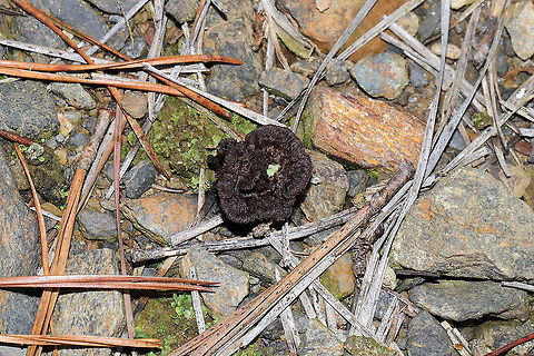 Common Fiber Vase (Thelephora terrestris s.l.) Growing amongst lichens/mosses/rocks near an exposed, rocky area by a dam/reservoir in Murray County, GA, US. December 27, 2019. They were rather tiny! 
https://www.jungledragon.com/image/88190/common_fiber_vase_thelephora_terrestris_s.l.html Common Fiber Vase,Geotagged,Thelephora terrestris,United States,Winter
