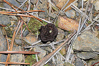 Common Fiber Vase (Thelephora terrestris s.l.) Growing amongst lichens/mosses/rocks near an exposed, rocky area by a dam/reservoir in Murray County, GA, US. December 27, 2019. They were rather tiny! <br />
https://www.jungledragon.com/image/88190/common_fiber_vase_thelephora_terrestris_s.l.html Common Fiber Vase,Geotagged,Thelephora terrestris,United States,Winter