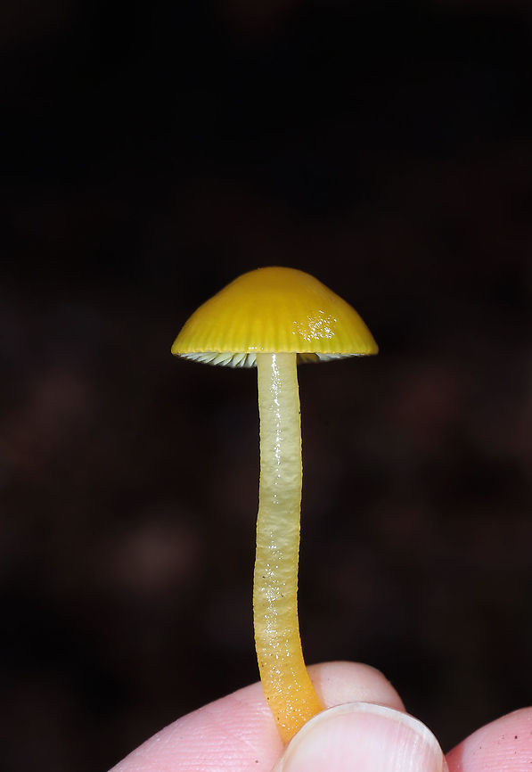 Gliophorus perplexus After lots of heavy rain and mild temperatures, conditions are fantastic for the Hygrophoraceae in Northwest Georgia. Since I found lots of Hygrocybe sp. the past two days, I told Jason that it was definitely time I check my G. psittacinus location. It is one of my all-time favorite mushrooms, but I have only seen a flush of them ONCE (back in 2017). My instincts proved decent (maybe I&#039;m becoming a better naturalist?), and I found this individual under pine needles and leaf litter/ground cedar/moss at the base of a ridge (near a dirt road) this morning! It is a closely related (once a variety of G. psittacinus) called Gliophorus perplexus. The cap and the stem apex were an olive to yellow tone whilst the base of the stem was more of a pale orange/yellow. Gordon County, Georgia, US. January 4, 2020. <br />
<figure class="photo"><a href="https://www.jungledragon.com/image/88521/gliophorus_perplexus.html" title="Gliophorus perplexus"><img src="https://s3.amazonaws.com/media.jungledragon.com/images/3231/88521_thumb.jpg?AWSAccessKeyId=05GMT0V3GWVNE7GGM1R2&Expires=1767225610&Signature=zE%2FsLbw6LSKMt8k4BxwiQMXwkwQ%3D" width="200" height="134" alt="Gliophorus perplexus After lots of heavy rain and mild temperatures, conditions are fantastic for the Hygrophoraceae in Northwest Georgia. Since I found lots of Hygrocybe sp. the past two days, I told Jason that it was definitely time I check my G. psittacinus location. It is one of my all-time favorite mushrooms, but I have only seen a flush of them ONCE (back in 2017). My instincts proved decent (maybe I&#039;m becoming a better naturalist?), and I found this individual under pine needles and leaf litter/ground cedar/moss at the base of a ridge (near a dirt road) this morning! It is a closely related (once a variety of G. psittacinus) called Gliophorus perplexus. The cap and the stem apex were an olive to yellow tone whilst the base of the stem was more of a pale orange/yellow. Gordon County, Georgia, US. January 4, 2020. <br />
https://www.jungledragon.com/image/88520/parrot_waxcap_gliophorus_psittacinus.html Geotagged,Gliophorus perplexus,Gliophorus psittacinus,Parrot Toadstool,United States,Winter" /></a></figure> Geotagged,Gliophorus perplexus,Gliophorus psittacinus,Parrot Toadstool,United States,Winter