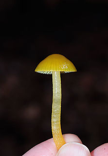 Gliophorus perplexus