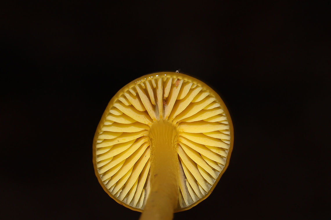 Gliophorus perplexus After lots of heavy rain and mild temperatures, conditions are fantastic for the Hygrophoraceae in Northwest Georgia. Since I found lots of Hygrocybe sp. the past two days, I told Jason that it was definitely time I check my G. psittacinus location. It is one of my all-time favorite mushrooms, but I have only seen a flush of them ONCE (back in 2017). My instincts proved decent (maybe I&#039;m becoming a better naturalist?), and I found this individual under pine needles and leaf litter/ground cedar/moss at the base of a ridge (near a dirt road) this morning! It is a closely related (once a variety of G. psittacinus) called Gliophorus perplexus. The cap and the stem apex were an olive to yellow tone whilst the base of the stem was more of a pale orange/yellow. Gordon County, Georgia, US. January 4, 2020. <br />
<figure class="photo"><a href="https://www.jungledragon.com/image/88520/gliophorus_perplexus.html" title="Gliophorus perplexus"><img src="https://s3.amazonaws.com/media.jungledragon.com/images/3231/88520_thumb.jpg?AWSAccessKeyId=05GMT0V3GWVNE7GGM1R2&Expires=1759968010&Signature=KSJNcbt2aKM8ScoQb%2FR79bPPo%2BQ%3D" width="106" height="152" alt="Gliophorus perplexus After lots of heavy rain and mild temperatures, conditions are fantastic for the Hygrophoraceae in Northwest Georgia. Since I found lots of Hygrocybe sp. the past two days, I told Jason that it was definitely time I check my G. psittacinus location. It is one of my all-time favorite mushrooms, but I have only seen a flush of them ONCE (back in 2017). My instincts proved decent (maybe I&#039;m becoming a better naturalist?), and I found this individual under pine needles and leaf litter/ground cedar/moss at the base of a ridge (near a dirt road) this morning! It is a closely related (once a variety of G. psittacinus) called Gliophorus perplexus. The cap and the stem apex were an olive to yellow tone whilst the base of the stem was more of a pale orange/yellow. Gordon County, Georgia, US. January 4, 2020. <br />
https://www.jungledragon.com/image/88521/parrot_waxcap_gliophorus_psittacinus.html Geotagged,Gliophorus perplexus,Gliophorus psittacinus,Parrot Toadstool,United States,Winter" /></a></figure> Geotagged,Gliophorus perplexus,Gliophorus psittacinus,Parrot Toadstool,United States,Winter