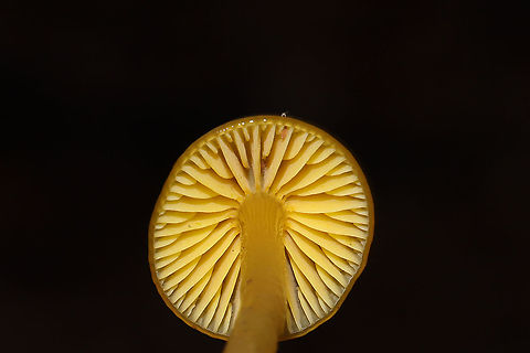 Gliophorus perplexus After lots of heavy rain and mild temperatures, conditions are fantastic for the Hygrophoraceae in Northwest Georgia. Since I found lots of Hygrocybe sp. the past two days, I told Jason that it was definitely time I check my G. psittacinus location. It is one of my all-time favorite mushrooms, but I have only seen a flush of them ONCE (back in 2017). My instincts proved decent (maybe I'm becoming a better naturalist?), and I found this individual under pine needles and leaf litter/ground cedar/moss at the base of a ridge (near a dirt road) this morning! It is a closely related (once a variety of G. psittacinus) called Gliophorus perplexus. The cap and the stem apex were an olive to yellow tone whilst the base of the stem was more of a pale orange/yellow. Gordon County, Georgia, US. January 4, 2020. 
https://www.jungledragon.com/image/88520/parrot_waxcap_gliophorus_psittacinus.html Geotagged,Gliophorus perplexus,Gliophorus psittacinus,Parrot Toadstool,United States,Winter
