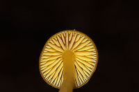 Gliophorus perplexus After lots of heavy rain and mild temperatures, conditions are fantastic for the Hygrophoraceae in Northwest Georgia. Since I found lots of Hygrocybe sp. the past two days, I told Jason that it was definitely time I check my G. psittacinus location. It is one of my all-time favorite mushrooms, but I have only seen a flush of them ONCE (back in 2017). My instincts proved decent (maybe I'm becoming a better naturalist?), and I found this individual under pine needles and leaf litter/ground cedar/moss at the base of a ridge (near a dirt road) this morning! It is a closely related (once a variety of G. psittacinus) called Gliophorus perplexus. The cap and the stem apex were an olive to yellow tone whilst the base of the stem was more of a pale orange/yellow. Gordon County, Georgia, US. January 4, 2020. <br />
https://www.jungledragon.com/image/88520/parrot_waxcap_gliophorus_psittacinus.html Geotagged,Gliophorus perplexus,Gliophorus psittacinus,Parrot Toadstool,United States,Winter