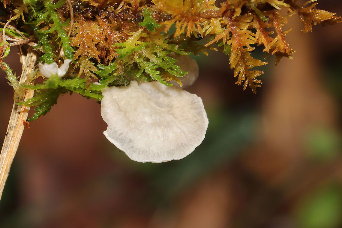 Small Moss Oysterling (Arrhenia retiruga) - Wrinkle Detail We visited a trail near the Carter's Lake Reservoir, and we found this fungus growing on the water-logged mosses in a grassy/meadowy area. This area is prone to flooding and is often covered in a carpet of mosses. Murray County, GA, US. January 4, 2020. My first time seeing these. <br />
<figure class="photo"><a href="https://www.jungledragon.com/image/88522/small_moss_oysterling_arrhenia_retiruga.html" title="Small Moss Oysterling (Arrhenia retiruga)"><img src="https://s3.amazonaws.com/media.jungledragon.com/images/3231/88522_thumb.jpg?AWSAccessKeyId=05GMT0V3GWVNE7GGM1R2&Expires=1763596810&Signature=NtqXV1Y1qqmH9%2F3ZswiG3f%2BgzII%3D" width="200" height="134" alt="Small Moss Oysterling (Arrhenia retiruga) We visited a trail near the Carter's Lake Reservoir, and we found this fungus growing on the water-logged mosses in a grassy/meadowy area. This area is prone to flooding and is often covered in a carpet of mosses. Murray County, GA, US. January 4, 2020. My first time seeing these.<br />
https://www.jungledragon.com/image/88523/small_moss_oysterling_arrhenia_retiruga_-_wrinkle_detail.html Arrhenia retiruga,Geotagged,United States,Winter,small moss oysterling" /></a></figure> Arrhenia retiruga,Geotagged,United States,Winter,small moss oysterling