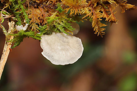 Small Moss Oysterling (Arrhenia retiruga) - Wrinkle Detail We visited a trail near the Carter's Lake Reservoir, and we found this fungus growing on the water-logged mosses in a grassy/meadowy area. This area is prone to flooding and is often covered in a carpet of mosses. Murray County, GA, US. January 4, 2020. My first time seeing these. 
https://www.jungledragon.com/image/88522/small_moss_oysterling_arrhenia_retiruga.html Arrhenia retiruga,Geotagged,United States,Winter,small moss oysterling
