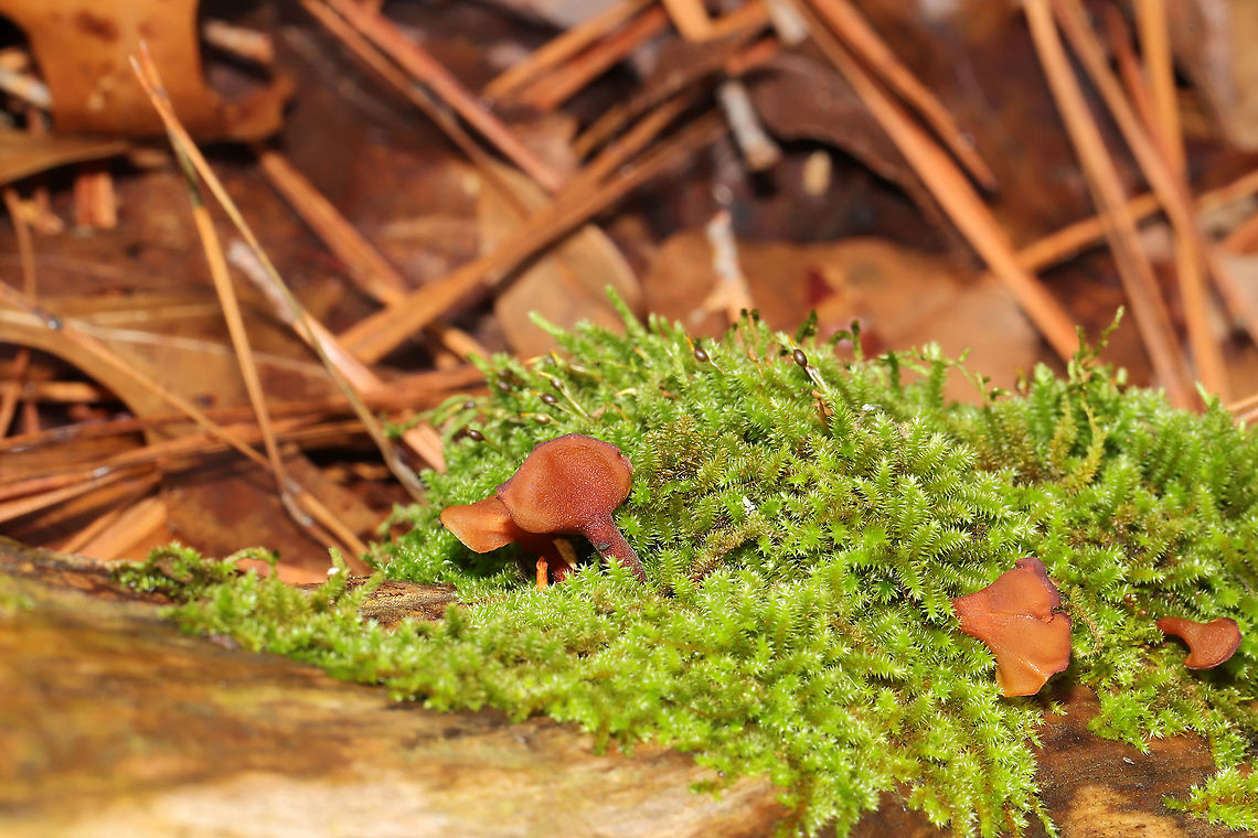 Dacryopinax elegans At first glance, I thought &quot;Oh, some more Wood Ear (Auricularia sp.) on a log!&quot; I nearly passed them by entirely until I saw the long stalks peeking out of moss! Yet another first for me! This mild, wet winter is full of endless surprises!<br />
<br />
Growing on a highly rotted log under mostly pine.<br />
<figure class="photo"><a href="https://www.jungledragon.com/image/88547/dacryopinax_elegans.html" title="Dacryopinax elegans"><img src="https://s3.amazonaws.com/media.jungledragon.com/images/3231/88547_thumb.jpg?AWSAccessKeyId=05GMT0V3GWVNE7GGM1R2&Expires=1767225610&Signature=I11pLNiBri5aCxPgIydKA1UjtyA%3D" width="200" height="134" alt="Dacryopinax elegans At first glance, I thought &quot;Oh, some more Wood Ear (Auricularia sp.) on a log!&quot; I nearly passed them by entirely until I saw the long stalks peeking out of moss! Yet another first for me! This mild, wet winter is full of endless surprises!<br />
<br />
Growing on a highly rotted log under mostly pine. <br />
https://www.jungledragon.com/image/88546/dacryopinax_elegans.html<br />
https://www.jungledragon.com/image/88545/dacryopinax_elegans.html Dacryopinax elegans,Geotagged,United States,Winter" /></a></figure><br />
<figure class="photo"><a href="https://www.jungledragon.com/image/88546/dacryopinax_elegans.html" title="Dacryopinax elegans"><img src="https://s3.amazonaws.com/media.jungledragon.com/images/3231/88546_thumb.jpg?AWSAccessKeyId=05GMT0V3GWVNE7GGM1R2&Expires=1767225610&Signature=Z9u%2BKTNjGqzS9pm5GEeycG%2BLysE%3D" width="102" height="152" alt="Dacryopinax elegans At first glance, I thought &quot;Oh, some more Wood Ear (Auricularia sp.) on a log!&quot; I nearly passed them by entirely until I saw the long stalks peeking out of moss! Yet another first for me! This mild, wet winter is full of endless surprises!<br />
<br />
Growing on a highly rotted log under mostly pine. <br />
https://www.jungledragon.com/image/88547/dacryopinax_elegans.html<br />
https://www.jungledragon.com/image/88545/dacryopinax_elegans.html Dacryopinax elegans,Geotagged,United States,Winter" /></a></figure> Dacryopinax elegans,Geotagged,United States,Winter