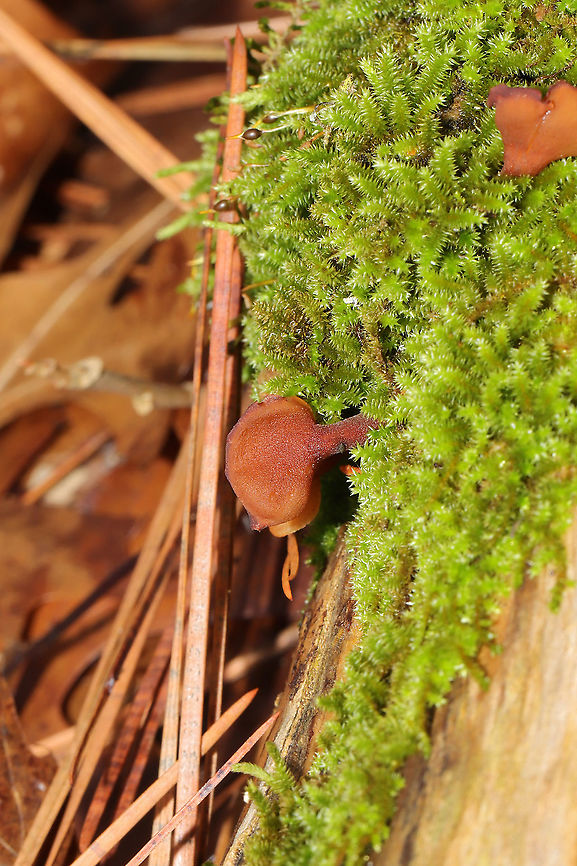 Dacryopinax elegans At first glance, I thought &quot;Oh, some more Wood Ear (Auricularia sp.) on a log!&quot; I nearly passed them by entirely until I saw the long stalks peeking out of moss! Yet another first for me! This mild, wet winter is full of endless surprises!<br />
<br />
Growing on a highly rotted log under mostly pine. <br />
<figure class="photo"><a href="https://www.jungledragon.com/image/88547/dacryopinax_elegans.html" title="Dacryopinax elegans"><img src="https://s3.amazonaws.com/media.jungledragon.com/images/3231/88547_thumb.jpg?AWSAccessKeyId=05GMT0V3GWVNE7GGM1R2&Expires=1767225610&Signature=I11pLNiBri5aCxPgIydKA1UjtyA%3D" width="200" height="134" alt="Dacryopinax elegans At first glance, I thought &quot;Oh, some more Wood Ear (Auricularia sp.) on a log!&quot; I nearly passed them by entirely until I saw the long stalks peeking out of moss! Yet another first for me! This mild, wet winter is full of endless surprises!<br />
<br />
Growing on a highly rotted log under mostly pine. <br />
https://www.jungledragon.com/image/88546/dacryopinax_elegans.html<br />
https://www.jungledragon.com/image/88545/dacryopinax_elegans.html Dacryopinax elegans,Geotagged,United States,Winter" /></a></figure><br />
<figure class="photo"><a href="https://www.jungledragon.com/image/88545/dacryopinax_elegans.html" title="Dacryopinax elegans"><img src="https://s3.amazonaws.com/media.jungledragon.com/images/3231/88545_thumb.jpg?AWSAccessKeyId=05GMT0V3GWVNE7GGM1R2&Expires=1767225610&Signature=NHDRAIiEolsDJS1Q0kGdUE9dgU4%3D" width="200" height="134" alt="Dacryopinax elegans At first glance, I thought &quot;Oh, some more Wood Ear (Auricularia sp.) on a log!&quot; I nearly passed them by entirely until I saw the long stalks peeking out of moss! Yet another first for me! This mild, wet winter is full of endless surprises!<br />
<br />
Growing on a highly rotted log under mostly pine.<br />
https://www.jungledragon.com/image/88547/dacryopinax_elegans.html<br />
https://www.jungledragon.com/image/88546/dacryopinax_elegans.html Dacryopinax elegans,Geotagged,United States,Winter" /></a></figure> Dacryopinax elegans,Geotagged,United States,Winter