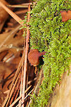 Dacryopinax elegans At first glance, I thought "Oh, some more Wood Ear (Auricularia sp.) on a log!" I nearly passed them by entirely until I saw the long stalks peeking out of moss! Yet another first for me! This mild, wet winter is full of endless surprises!<br />
<br />
Growing on a highly rotted log under mostly pine. <br />
https://www.jungledragon.com/image/88547/dacryopinax_elegans.html<br />
https://www.jungledragon.com/image/88545/dacryopinax_elegans.html Dacryopinax elegans,Geotagged,United States,Winter