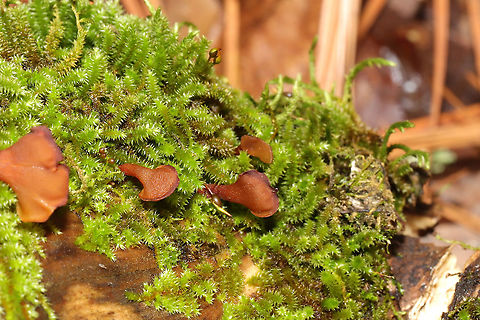 Dacryopinax elegans At first glance, I thought "Oh, some more Wood Ear (Auricularia sp.) on a log!" I nearly passed them by entirely until I saw the long stalks peeking out of moss! Yet another first for me! This mild, wet winter is full of endless surprises!

Growing on a highly rotted log under mostly pine. 
https://www.jungledragon.com/image/88546/dacryopinax_elegans.html
https://www.jungledragon.com/image/88545/dacryopinax_elegans.html Dacryopinax elegans,Geotagged,United States,Winter