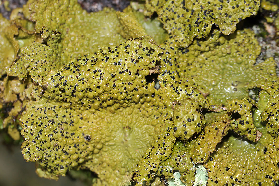 Common Toadskin Lichen (Lasallia papulosa)  Growing on a stone outcrop in a forested area atop Mount Oglethorpe.<br />
<figure class="photo"><a href="https://www.jungledragon.com/image/88565/common_toadskin_lichen_lasallia_papulosa.html" title="Common Toadskin Lichen (Lasallia papulosa)"><img src="https://s3.amazonaws.com/media.jungledragon.com/images/3231/88565_thumb.jpg?AWSAccessKeyId=05GMT0V3GWVNE7GGM1R2&Expires=1770854410&Signature=rr3jjLjz6IPXAFBH6w6n2Wzh%2B5A%3D" width="200" height="134" alt="Common Toadskin Lichen (Lasallia papulosa) Growing on a stone outcrop in a forested area atop Mount Oglethorpe. <br />
https://www.jungledragon.com/image/88564/common_toadskin_lichen_lasallia_papulosa.html<br />
https://www.jungledragon.com/image/88563/common_toadskin_lichen_lasallia_papulosa.html Geotagged,Lasallia papulosa,Summer,United States" /></a></figure><br />
<figure class="photo"><a href="https://www.jungledragon.com/image/88564/common_toadskin_lichen_lasallia_papulosa.html" title="Common Toadskin Lichen (Lasallia papulosa)"><img src="https://s3.amazonaws.com/media.jungledragon.com/images/3231/88564_thumb.jpg?AWSAccessKeyId=05GMT0V3GWVNE7GGM1R2&Expires=1770854410&Signature=479cig4z4%2BPYuOAvfudpDGLoKEg%3D" width="200" height="148" alt="Common Toadskin Lichen (Lasallia papulosa) Growing on a stone outcrop in a forested area atop Mount Oglethorpe. <br />
https://www.jungledragon.com/image/88565/common_toadskin_lichen_lasallia_papulosa.html<br />
https://www.jungledragon.com/image/88563/common_toadskin_lichen_lasallia_papulosa.html Geotagged,Lasallia papulosa,United States" /></a></figure> Geotagged,Lasallia papulosa,Summer,United States