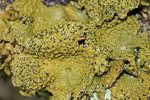 Common Toadskin Lichen (Lasallia papulosa)  Growing on a stone outcrop in a forested area atop Mount Oglethorpe.
https://www.jungledragon.com/image/88565/common_toadskin_lichen_lasallia_papulosa.html
https://www.jungledragon.com/image/88564/common_toadskin_lichen_lasallia_papulosa.html Geotagged,Lasallia papulosa,Summer,United States