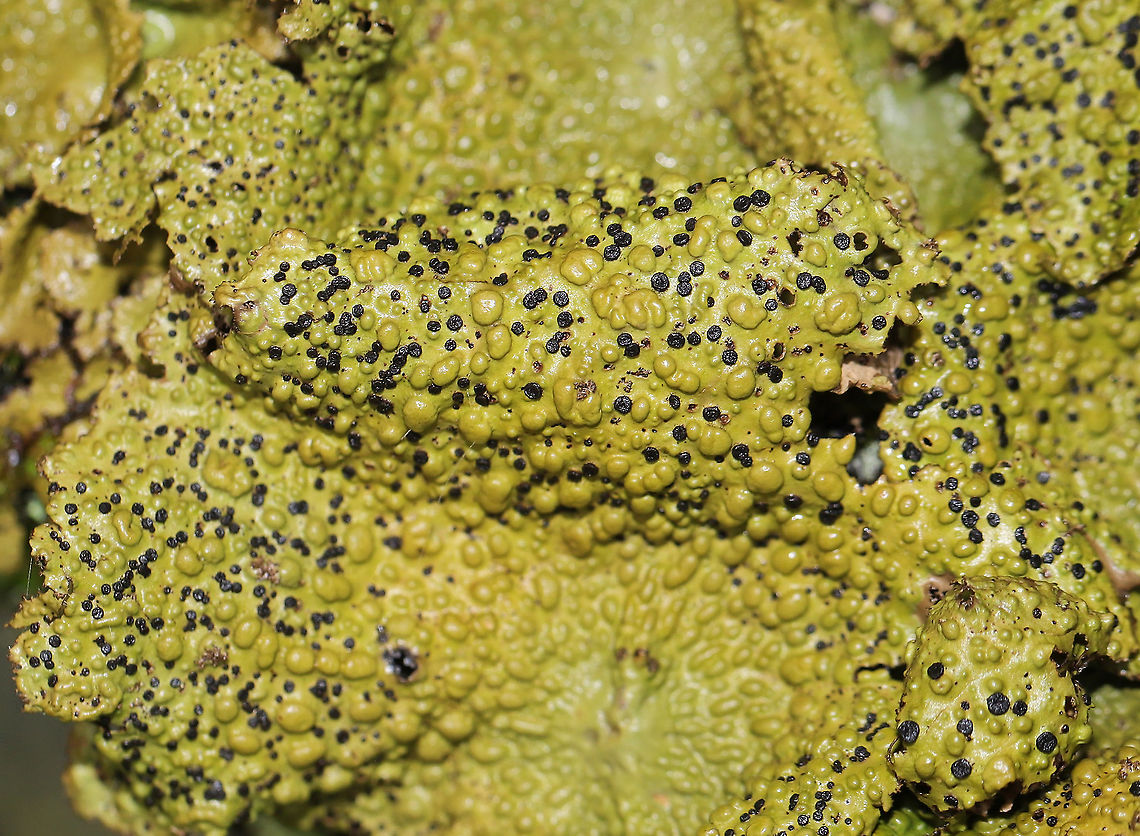 Common Toadskin Lichen (Lasallia papulosa) Growing on a stone outcrop in a forested area atop Mount Oglethorpe. <br />
<figure class="photo"><a href="https://www.jungledragon.com/image/88565/common_toadskin_lichen_lasallia_papulosa.html" title="Common Toadskin Lichen (Lasallia papulosa)"><img src="https://s3.amazonaws.com/media.jungledragon.com/images/3231/88565_thumb.jpg?AWSAccessKeyId=05GMT0V3GWVNE7GGM1R2&Expires=1767225610&Signature=EUppub5k5oy8RGYMchOBT%2FaEifc%3D" width="200" height="134" alt="Common Toadskin Lichen (Lasallia papulosa) Growing on a stone outcrop in a forested area atop Mount Oglethorpe. <br />
https://www.jungledragon.com/image/88564/common_toadskin_lichen_lasallia_papulosa.html<br />
https://www.jungledragon.com/image/88563/common_toadskin_lichen_lasallia_papulosa.html Geotagged,Lasallia papulosa,Summer,United States" /></a></figure><br />
<figure class="photo"><a href="https://www.jungledragon.com/image/88563/common_toadskin_lichen_lasallia_papulosa.html" title="Common Toadskin Lichen (Lasallia papulosa)"><img src="https://s3.amazonaws.com/media.jungledragon.com/images/3231/88563_thumb.jpg?AWSAccessKeyId=05GMT0V3GWVNE7GGM1R2&Expires=1767225610&Signature=wa5cYsI6UoeisCGeYDJo4emN3yw%3D" width="200" height="134" alt="Common Toadskin Lichen (Lasallia papulosa)  Growing on a stone outcrop in a forested area atop Mount Oglethorpe.<br />
https://www.jungledragon.com/image/88565/common_toadskin_lichen_lasallia_papulosa.html<br />
https://www.jungledragon.com/image/88564/common_toadskin_lichen_lasallia_papulosa.html Geotagged,Lasallia papulosa,Summer,United States" /></a></figure> Geotagged,Lasallia papulosa,United States