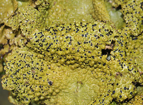 Common Toadskin Lichen (Lasallia papulosa) Growing on a stone outcrop in a forested area atop Mount Oglethorpe. 
https://www.jungledragon.com/image/88565/common_toadskin_lichen_lasallia_papulosa.html
https://www.jungledragon.com/image/88563/common_toadskin_lichen_lasallia_papulosa.html Geotagged,Lasallia papulosa,United States