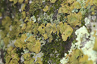 Common Toadskin Lichen (Lasallia papulosa) Growing on a stone outcrop in a forested area atop Mount Oglethorpe. <br />
https://www.jungledragon.com/image/88564/common_toadskin_lichen_lasallia_papulosa.html<br />
https://www.jungledragon.com/image/88563/common_toadskin_lichen_lasallia_papulosa.html Geotagged,Lasallia papulosa,Summer,United States